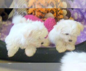 Maltese Puppy for sale in FORT COLLINS, CO, USA