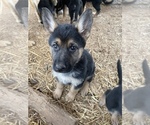 Puppy 2 German Shepherd Dog