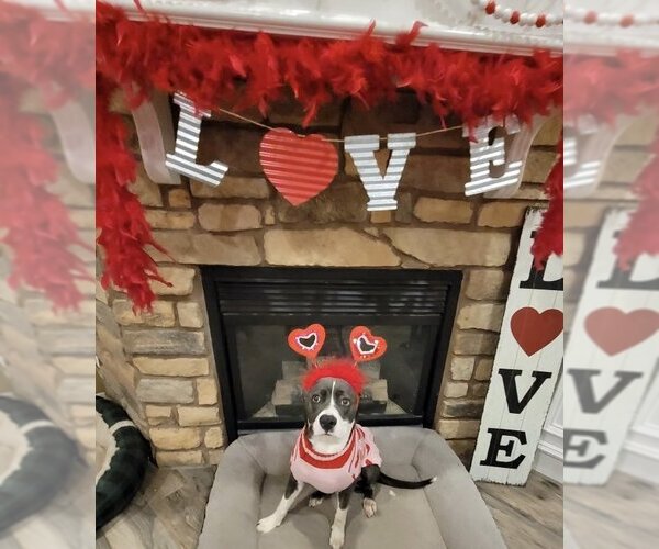Medium Photo #2 Mutt Puppy For Sale in Katy, TX, USA