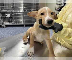 German Shepherd Dog Dogs for adoption in Riverside, CA, USA
