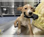 CHARLIE - Male German Shepherd Dog Dog for Adoption - Small photo