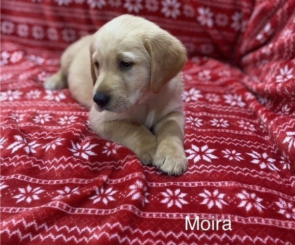 Medium Photo #2 Golden Labrador Puppy For Sale in MARYVILLE, MO, USA