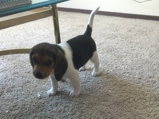 Beagle Puppy for sale in WEST LAFAYETTE, IN, USA