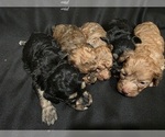 Small #1 Goldendoodle (Miniature)