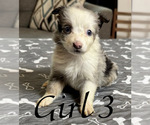 Small Photo #14 Miniature Australian Shepherd Puppy For Sale in SALISBURY, NC, USA