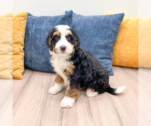 Bernedoodle (Miniature) Puppy for sale in DUNDEE, OH, USA