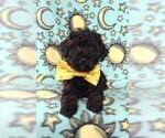 Small Photo #6 Poodle (Toy) Puppy For Sale in LANCASTER, PA, USA