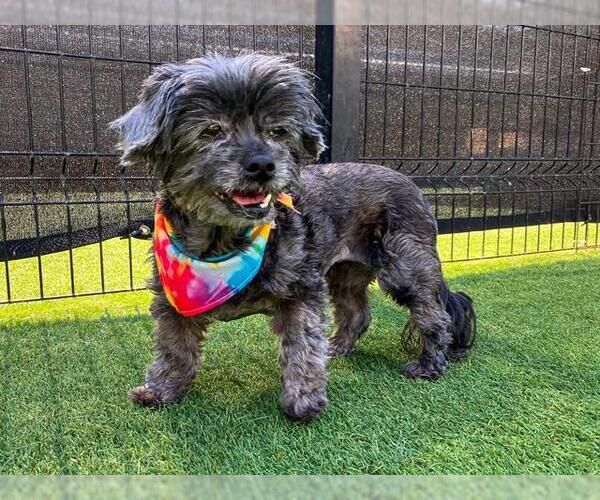 Medium Photo #1 Shih Tzu-Unknown Mix Puppy For Sale in Orange, CA, USA