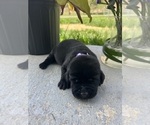 Small #1 Labrador Retriever