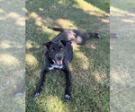 Small Photo #4 Border Collie-Unknown Mix Puppy For Sale in Canton, CT, USA