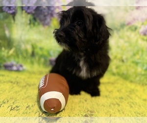 Yorkshire Terrier Puppy for sale in WILLISTON, SC, USA