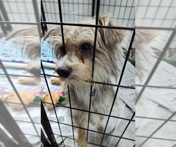 Medium Photo #2 Mutt Puppy For Sale in Mukwonago, WI, USA