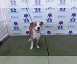 Small American Pit Bull Terrier-Australian Shepherd Mix