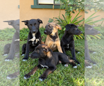 Goberian Mals - Female Belgian Malinois-Golden Retriever Mix Puppy for Sale - Small photo
