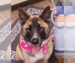 Small #2 German Shepherd Dog