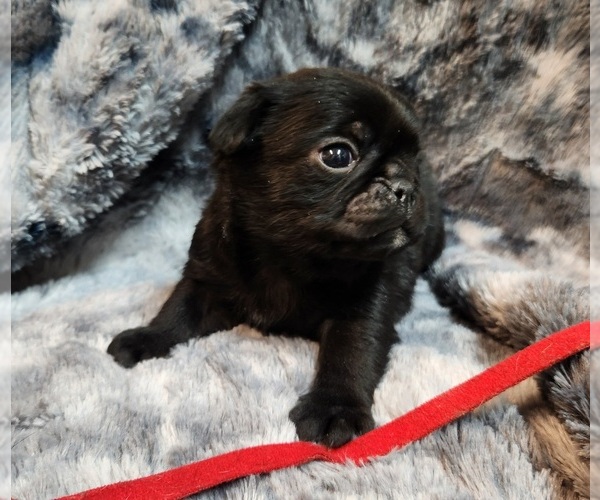 Medium Photo #4 Pug Puppy For Sale in AFTON, WY, USA