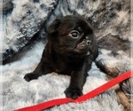 Small #3 Pug