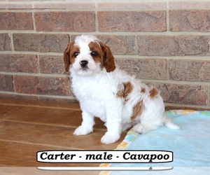 Bloodhound Puppy for sale in CLARKRANGE, TN, USA