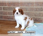 Image preview for Ad Listing. Nickname: Carter