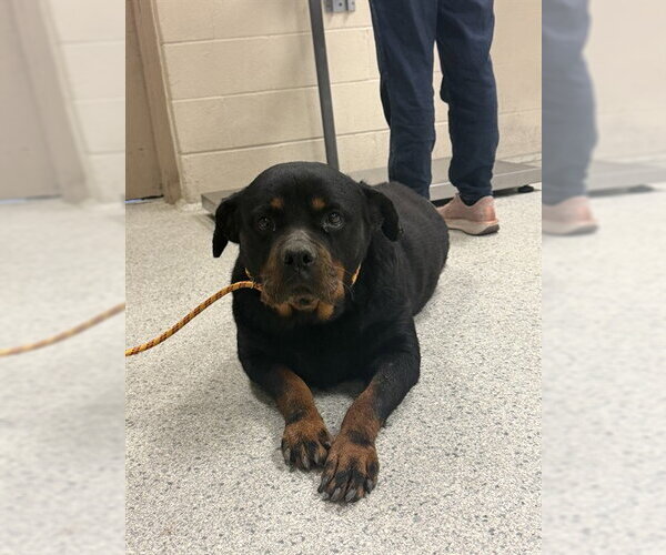 Medium Photo #1 Rottweiler-Unknown Mix Puppy For Sale in Conroe, TX, USA