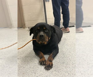 Rottweiler-Unknown Mix Dogs for adoption in Conroe, TX, USA
