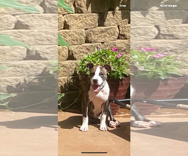 Medium Photo #1 American Pit Bull Terrier-Staffordshire Bull Terrier Mix Puppy For Sale in Ball Ground, GA, USA