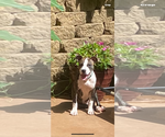 Small American Pit Bull Terrier-Staffordshire Bull Terrier Mix