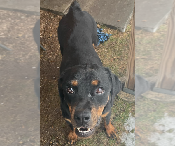 Medium Photo #5 Rottweiler Puppy For Sale in Hillsboro, NH, USA