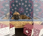 Small Photo #2 Boerboel Puppy For Sale in SUGAR LAND, TX, USA