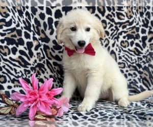 American Eskimo Dog-Golden Retriever Mix Puppy for sale in LANCASTER, PA, USA