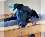 Small Photo #15 Labrador Retriever-Unknown Mix Puppy For Sale in Fargo, ND, USA