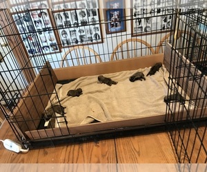 Pug Puppy for sale in DANBURY, CT, USA