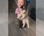 Small #2 Pomsky