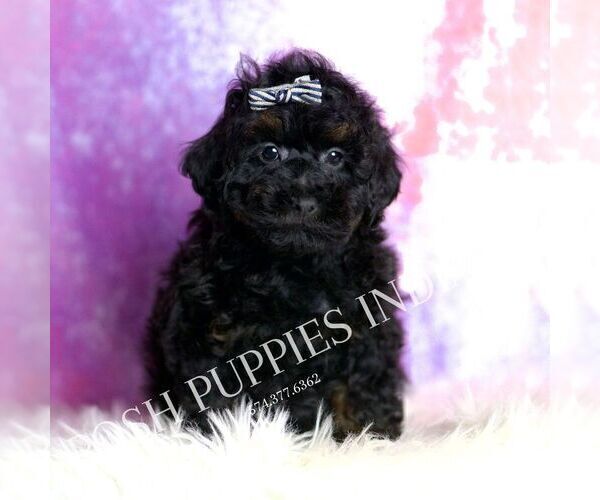 Medium Photo #2 Poodle (Miniature) Puppy For Sale in WARSAW, IN, USA