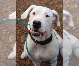 Dogo Argentino Dogs for adoption in Petaluma, CA, USA