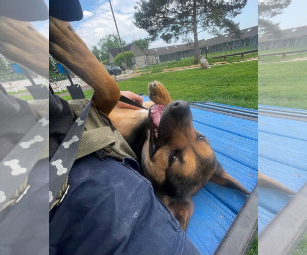 Medium Photo #2 German Shepherd Dog-Unknown Mix Puppy For Sale in Techny, IL, USA