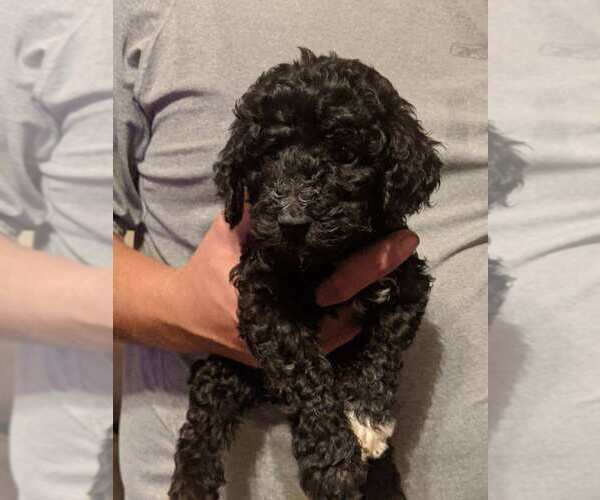 Medium Photo #2 Poodle (Standard) Puppy For Sale in SPENCER, TN, USA