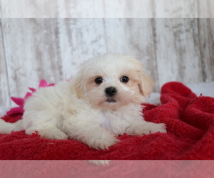 Mal-Shi Puppy for sale in SHILOH, OH, USA