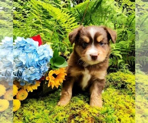 Miniature Australian Shepherd Puppy for sale in SANDOWN, NH, USA