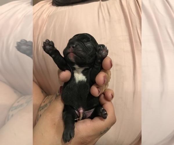 Medium Photo #2 French Bulldog Puppy For Sale in NEW CASTLE, PA, USA