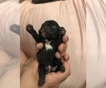 Small Photo #2 French Bulldog Puppy For Sale in NEW CASTLE, PA, USA