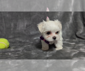 Maltese Puppy for Sale in OCALA, Florida USA