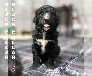 Medium Poodle (Standard)