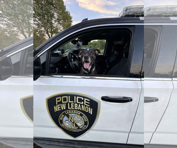 Medium Photo #6 Mutt Puppy For Sale in Germantown, OH, USA