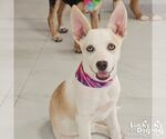 Small Australian Shepherd Mix