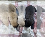 Small Photo #25 Cane Corso Puppy For Sale in BELGRADE, MT, USA