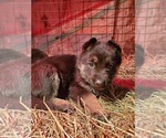 Small Photo #14 German Shepherd Dog Puppy For Sale in COWGILL, MO, USA