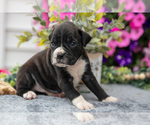 Small Photo #22 Boxer Puppy For Sale in GRABILL, IN, USA