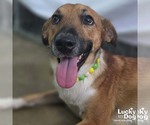 Small #3 Retriever  Mix