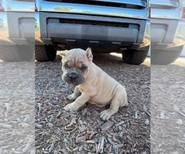 Medium Photo #2 Cane Corso Puppy For Sale in OCEANSIDE, CA, USA